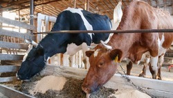 На Ставрополье появятся две новые молочно-товарные фермы на 5 тыс. голов 
