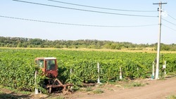 Аграрный университет может помочь в развитии виноделия на Ставрополье
